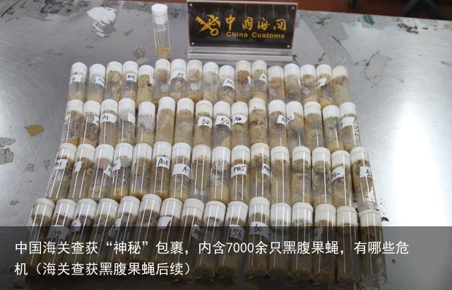 中国海关查获“神秘”包裹，内含7000余只黑腹果蝇，有哪些危机（海关查获黑腹果蝇后续）