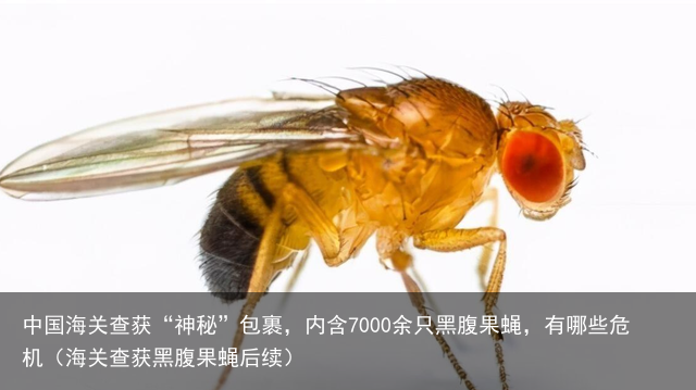 中国海关查获“神秘”包裹，内含7000余只黑腹果蝇，有哪些危机（海关查获黑腹果蝇后续）