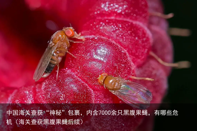 中国海关查获“神秘”包裹，内含7000余只黑腹果蝇，有哪些危机（海关查获黑腹果蝇后续）