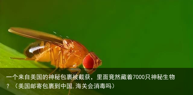 一个来自美国的神秘包裹被截获，里面竟然藏着7000只神秘生物？（美国邮寄包裹到中国,海关会消毒吗）