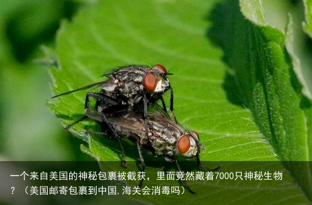 一个来自美国的神秘包裹被截获，里面竟然藏着7000只神秘生物？（美国邮寄包裹到中国,海关会消毒吗）