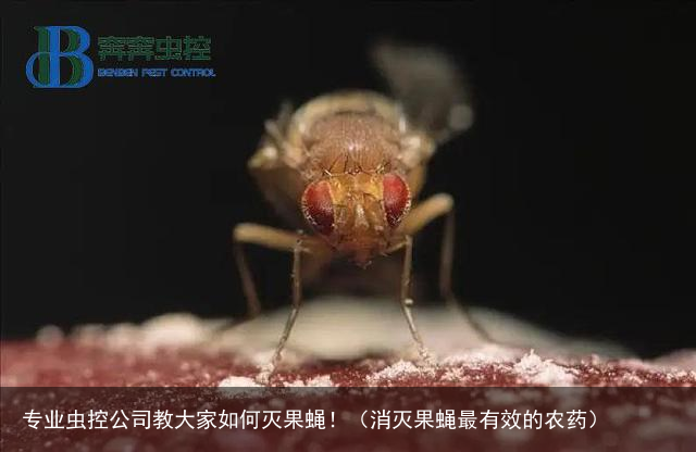 专业虫控公司教大家如何灭果蝇！（消灭果蝇最有效的农药）