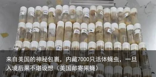 来自美国的神秘包裹，内藏7000只活体蝇虫，一旦入境后果不堪设想（美国邮寄果蝇）