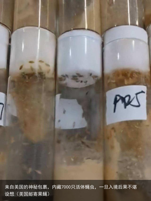 来自美国的神秘包裹，内藏7000只活体蝇虫，一旦入境后果不堪设想（美国邮寄果蝇）