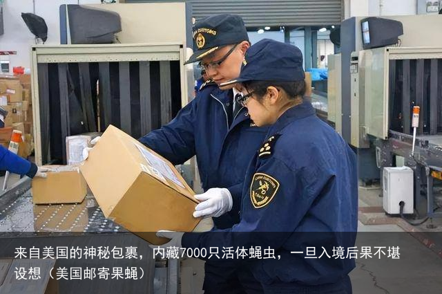 来自美国的神秘包裹，内藏7000只活体蝇虫，一旦入境后果不堪设想（美国邮寄果蝇）