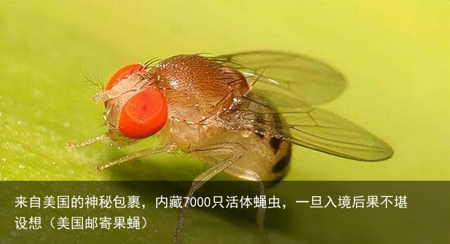来自美国的神秘包裹，内藏7000只活体蝇虫，一旦入境后果不堪设想（美国邮寄果蝇）