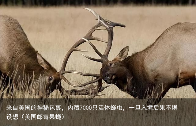 来自美国的神秘包裹，内藏7000只活体蝇虫，一旦入境后果不堪设想（美国邮寄果蝇）