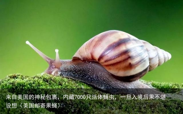 来自美国的神秘包裹，内藏7000只活体蝇虫，一旦入境后果不堪设想（美国邮寄果蝇）