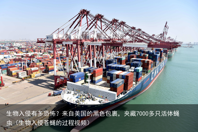 生物入侵有多恐怖？来自美国的黑色包裹，夹藏7000多只活体蝇虫（生物入侵苍蝇的过程视频）
