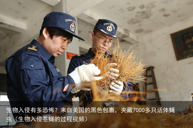 生物入侵有多恐怖？来自美国的黑色包裹，夹藏7000多只活体蝇虫（生物入侵苍蝇的过程视频）