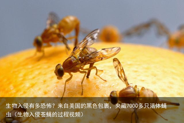生物入侵有多恐怖？来自美国的黑色包裹，夹藏7000多只活体蝇虫（生物入侵苍蝇的过程视频）