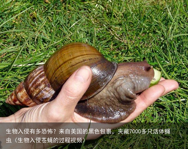 生物入侵有多恐怖？来自美国的黑色包裹，夹藏7000多只活体蝇虫（生物入侵苍蝇的过程视频）