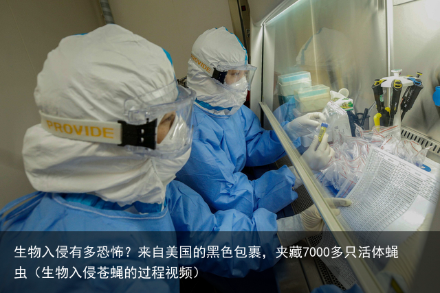 生物入侵有多恐怖？来自美国的黑色包裹，夹藏7000多只活体蝇虫（生物入侵苍蝇的过程视频）