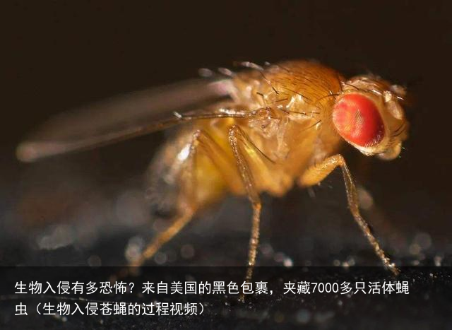 生物入侵有多恐怖？来自美国的黑色包裹，夹藏7000多只活体蝇虫（生物入侵苍蝇的过程视频）