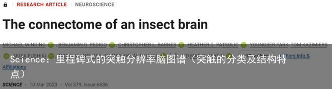 Science：里程碑式的突触分辨率脑图谱（突触的分类及结构特点）