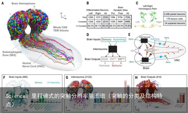 Science：里程碑式的突触分辨率脑图谱（突触的分类及结构特点）