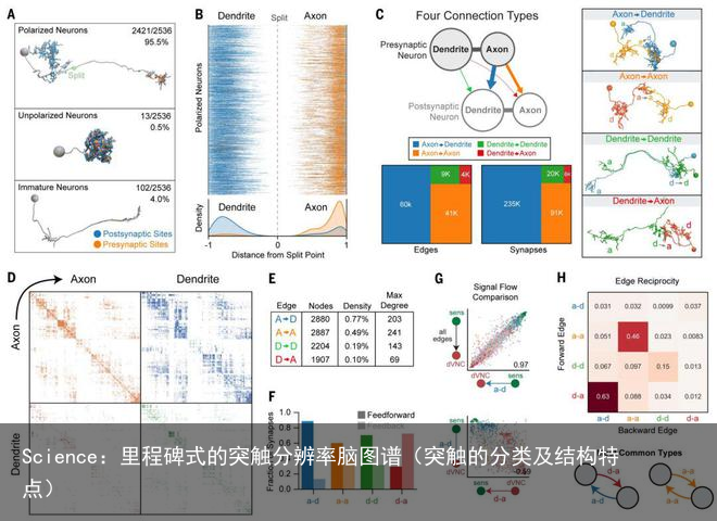 Science：里程碑式的突触分辨率脑图谱（突触的分类及结构特点）