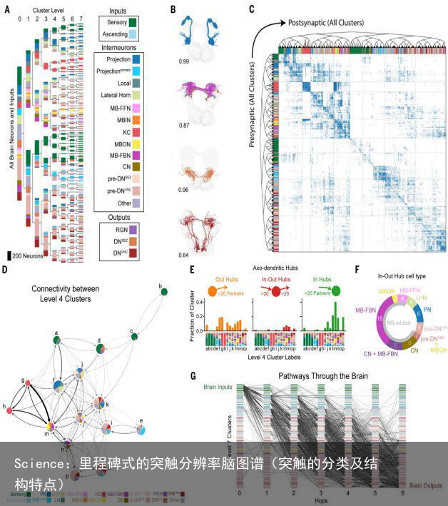 Science：里程碑式的突触分辨率脑图谱（突触的分类及结构特点）