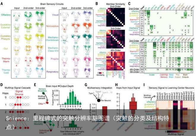 Science：里程碑式的突触分辨率脑图谱（突触的分类及结构特点）