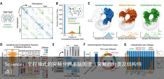 Science：里程碑式的突触分辨率脑图谱（突触的分类及结构特点）