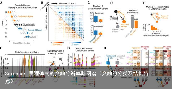 Science：里程碑式的突触分辨率脑图谱（突触的分类及结构特点）
