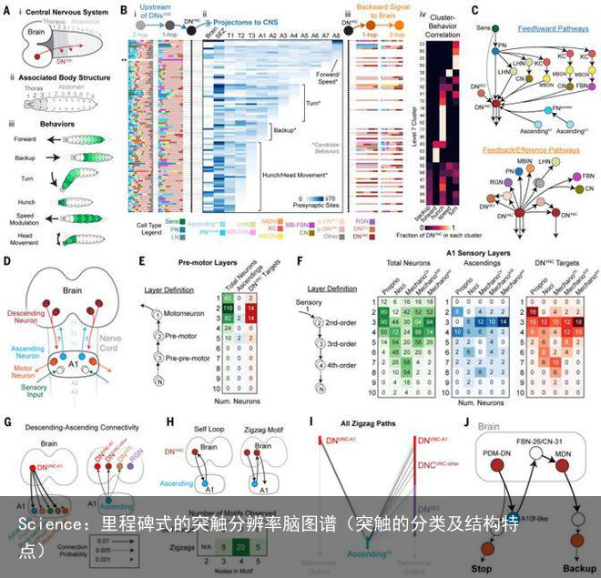 Science：里程碑式的突触分辨率脑图谱（突触的分类及结构特点）