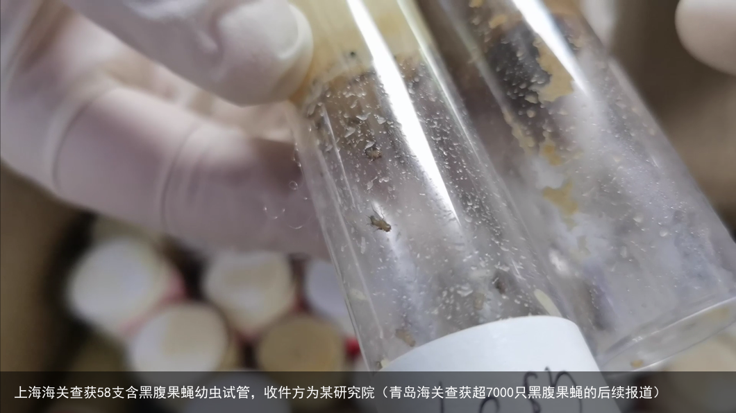 上海海关查获58支含黑腹果蝇幼虫试管，收件方为某研究院（青岛海关查获超7000只黑腹果蝇的后续报道）