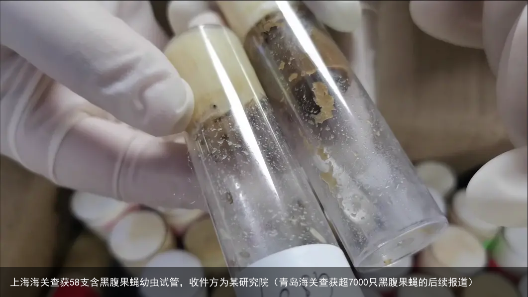 上海海关查获58支含黑腹果蝇幼虫试管，收件方为某研究院（青岛海关查获超7000只黑腹果蝇的后续报道）