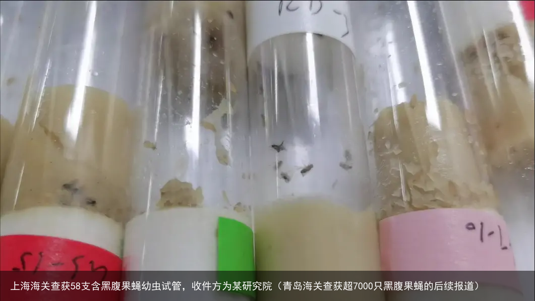 上海海关查获58支含黑腹果蝇幼虫试管，收件方为某研究院（青岛海关查获超7000只黑腹果蝇的后续报道）