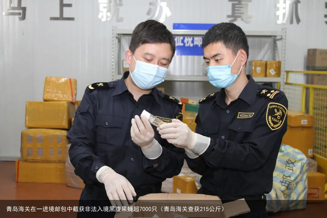 青岛海关在一进境邮包中截获非法入境黑腹果蝇超7000只（青岛海关查获215公斤）