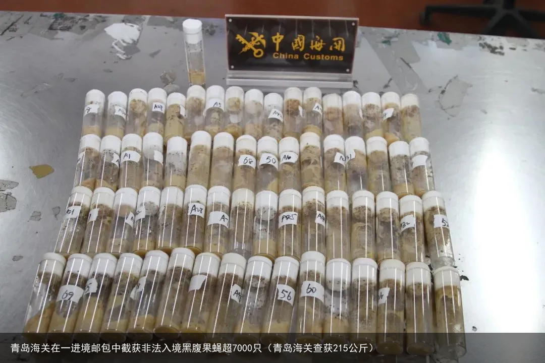 青岛海关在一进境邮包中截获非法入境黑腹果蝇超7000只（青岛海关查获215公斤）