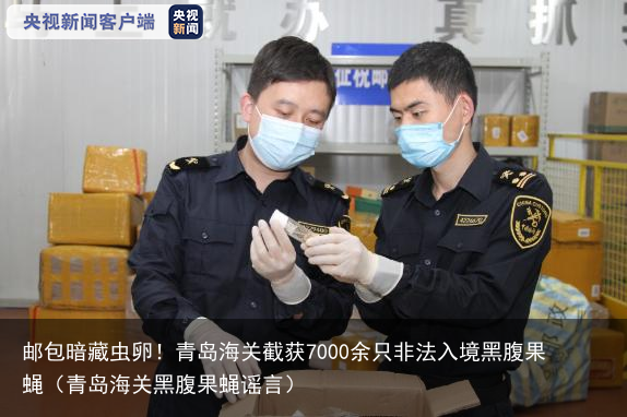 邮包暗藏虫卵！青岛海关截获7000余只非法入境黑腹果蝇（青岛海关黑腹果蝇谣言）