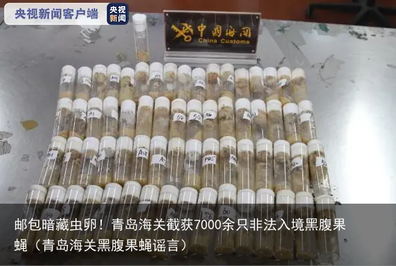 邮包暗藏虫卵！青岛海关截获7000余只非法入境黑腹果蝇（青岛海关黑腹果蝇谣言）