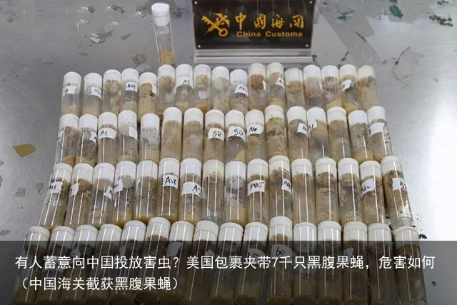 有人蓄意向中国投放害虫？美国包裹夹带7千只黑腹果蝇，危害如何（中国海关截获黑腹果蝇）