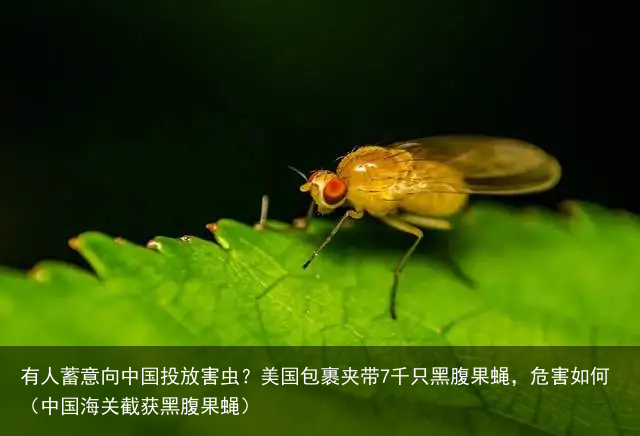 有人蓄意向中国投放害虫？美国包裹夹带7千只黑腹果蝇，危害如何（中国海关截获黑腹果蝇）