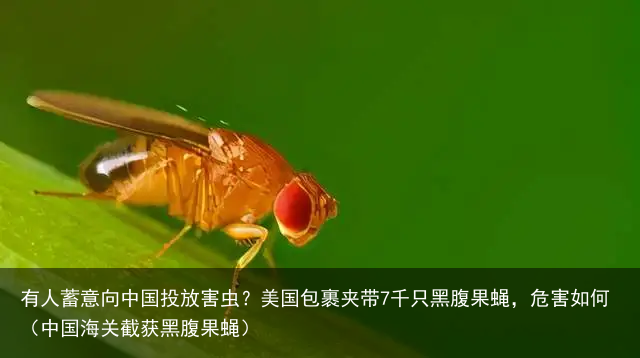 有人蓄意向中国投放害虫？美国包裹夹带7千只黑腹果蝇，危害如何（中国海关截获黑腹果蝇）