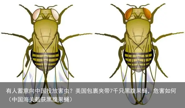 有人蓄意向中国投放害虫？美国包裹夹带7千只黑腹果蝇，危害如何（中国海关截获黑腹果蝇）