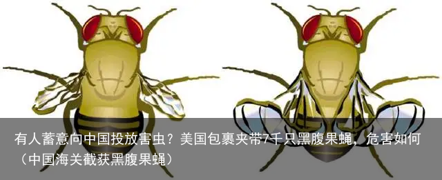 有人蓄意向中国投放害虫？美国包裹夹带7千只黑腹果蝇，危害如何（中国海关截获黑腹果蝇）