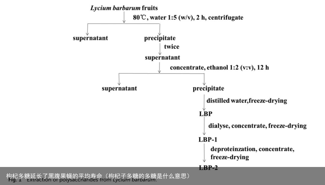 枸杞多糖延长了黑腹果蝇的平均寿命（枸杞子多糖的多糖是什么意思）