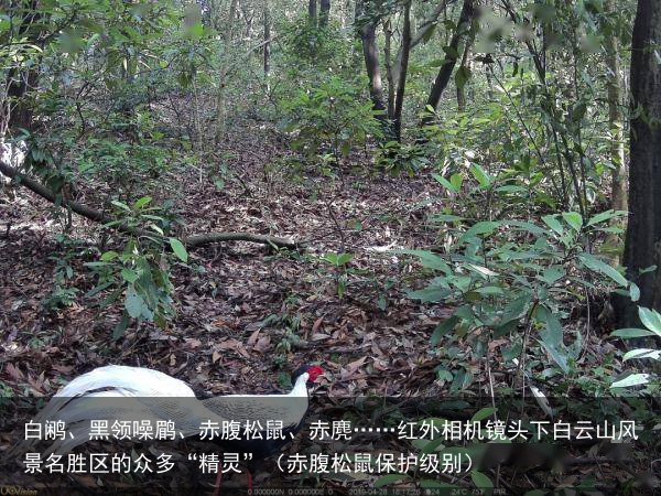 白鹇、黑领噪鹛、赤腹松鼠、赤麂……红外相机镜头下白云山风景名胜区的众多“精灵”（赤腹松鼠保护级别）