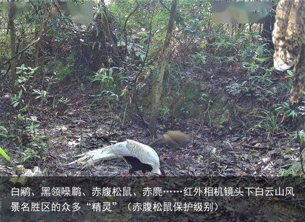 白鹇、黑领噪鹛、赤腹松鼠、赤麂……红外相机镜头下白云山风景名胜区的众多“精灵”（赤腹松鼠保护级别）