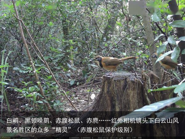 白鹇、黑领噪鹛、赤腹松鼠、赤麂……红外相机镜头下白云山风景名胜区的众多“精灵”（赤腹松鼠保护级别）