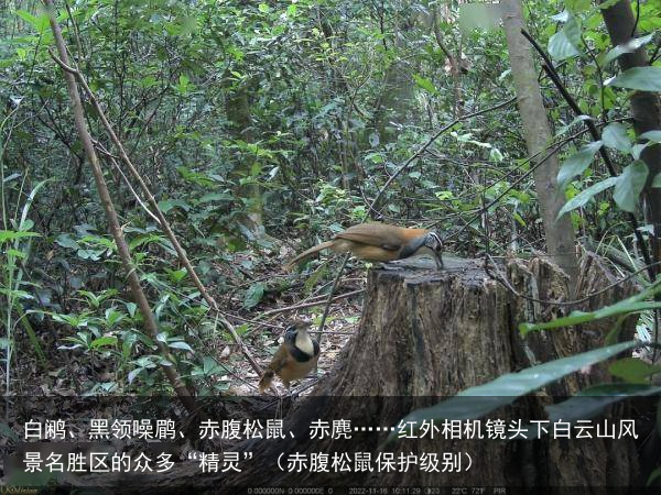 白鹇、黑领噪鹛、赤腹松鼠、赤麂……红外相机镜头下白云山风景名胜区的众多“精灵”（赤腹松鼠保护级别）
