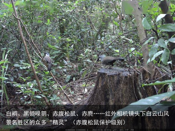 白鹇、黑领噪鹛、赤腹松鼠、赤麂……红外相机镜头下白云山风景名胜区的众多“精灵”（赤腹松鼠保护级别）