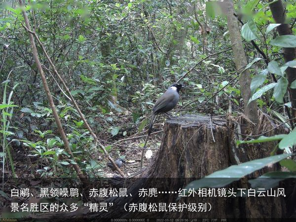 白鹇、黑领噪鹛、赤腹松鼠、赤麂……红外相机镜头下白云山风景名胜区的众多“精灵”（赤腹松鼠保护级别）