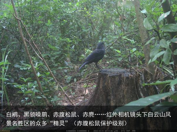 白鹇、黑领噪鹛、赤腹松鼠、赤麂……红外相机镜头下白云山风景名胜区的众多“精灵”（赤腹松鼠保护级别）