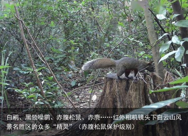 白鹇、黑领噪鹛、赤腹松鼠、赤麂……红外相机镜头下白云山风景名胜区的众多“精灵”（赤腹松鼠保护级别）