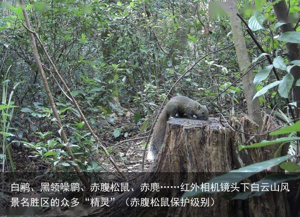 白鹇、黑领噪鹛、赤腹松鼠、赤麂……红外相机镜头下白云山风景名胜区的众多“精灵”（赤腹松鼠保护级别）