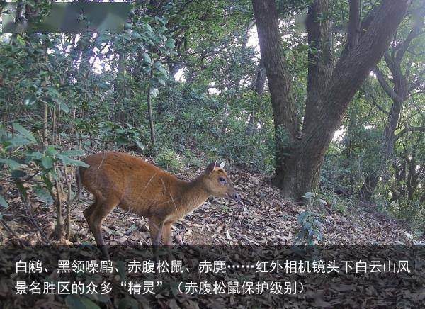 白鹇、黑领噪鹛、赤腹松鼠、赤麂……红外相机镜头下白云山风景名胜区的众多“精灵”（赤腹松鼠保护级别）