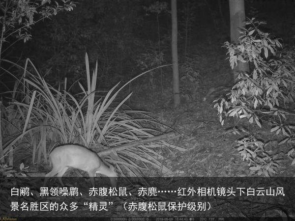 白鹇、黑领噪鹛、赤腹松鼠、赤麂……红外相机镜头下白云山风景名胜区的众多“精灵”（赤腹松鼠保护级别）